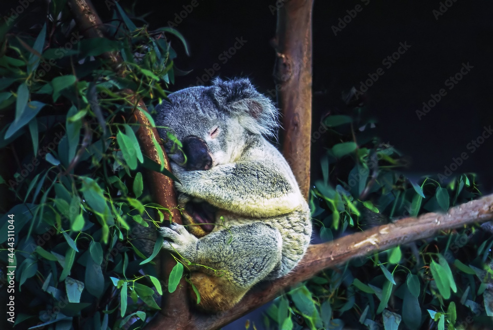 Obraz premium Koala