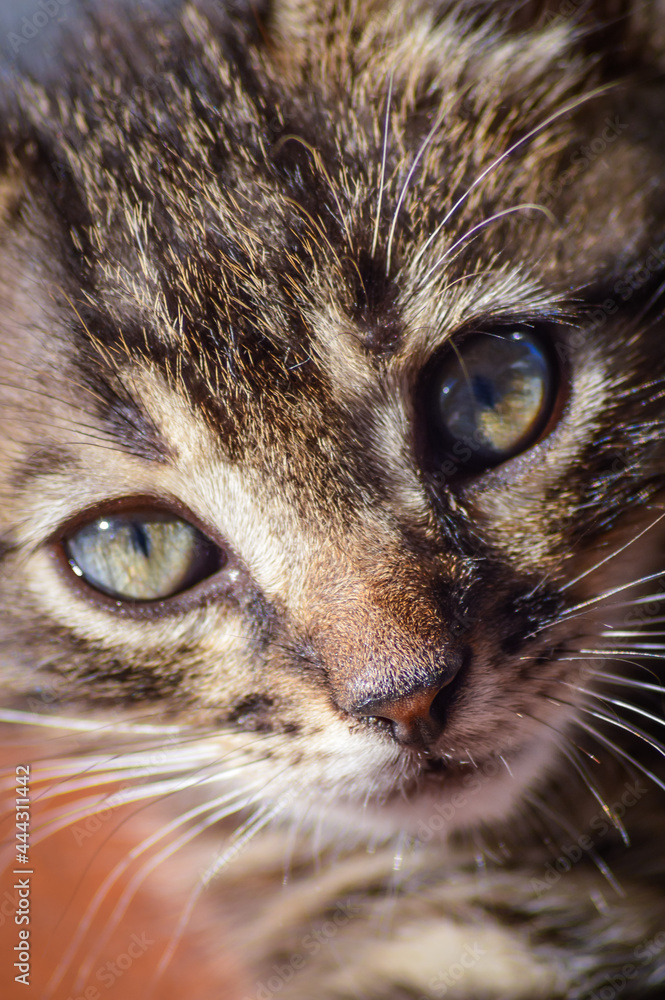 Very close up portrait of a one month old gray striped kitten with blue eyes Very close up portrait of a one month old gray striped kitten with blue eyes