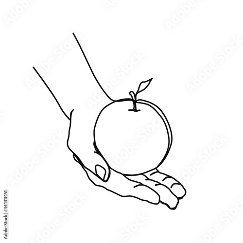 continuous line drawing of hand holding an apple. lineart with editable stroke.