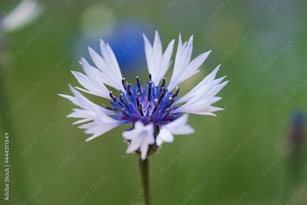 Small blue with cornflower on the natural background Small blue with cornflower on the natural background