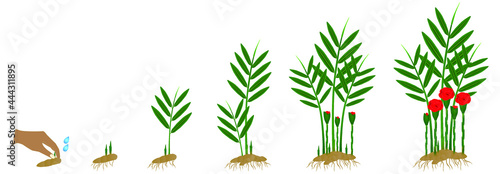 Cycle growth of etlingera corneri (Rose of Siam) ginger plant on a white background.