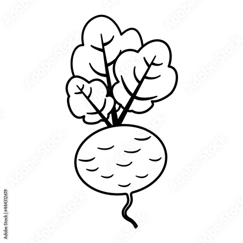 Beet, beetroot 