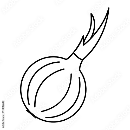 Onion