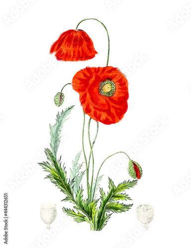 Hand drawn red poppy illustration design element Free download It`s perfect for fabrics, t-shirts, mugs, decals, pillows, logo, pattern and much more!