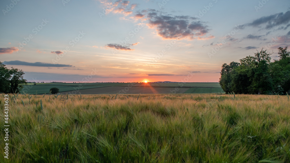 wheat field with sunset at the horizon