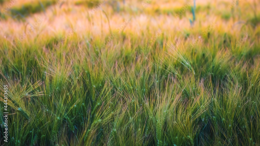 close up on a wheat field close up on a wheat field