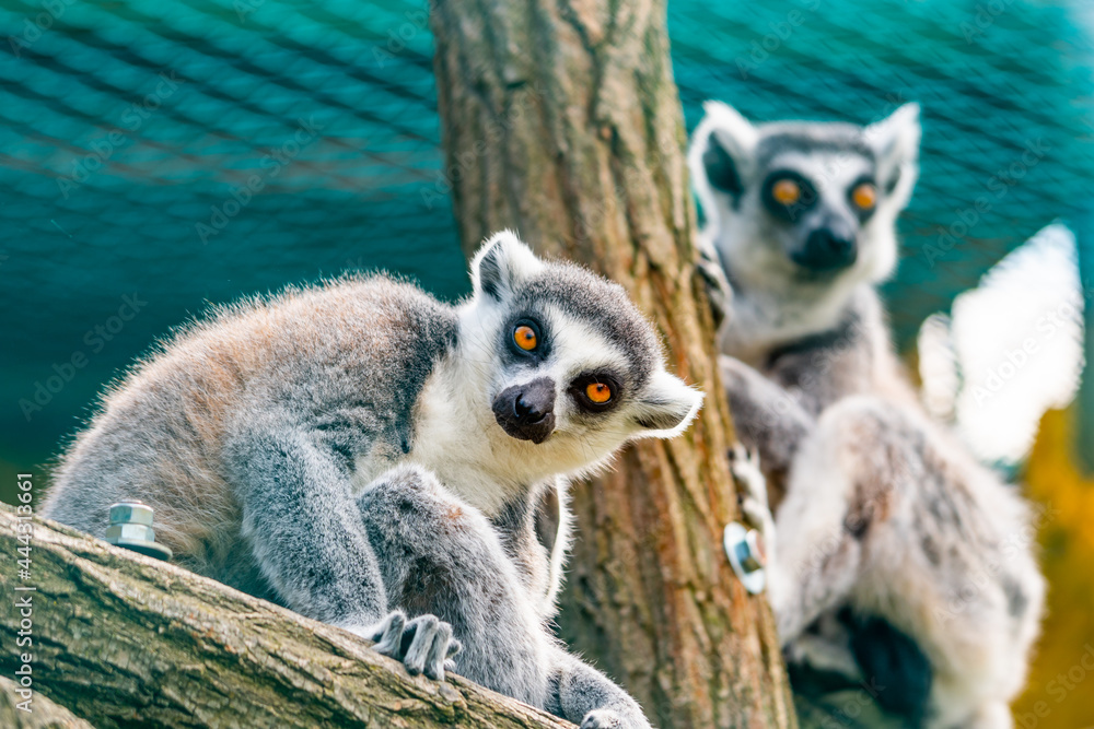 Obraz premium Lemur catta animal, detail of head. Mammal naturally living on Madagascar.