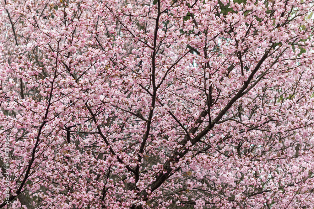 a blooming cherry tree close-up. spring cloudy rainy day in the city park a blooming cherry tree close-up. spring cloudy rainy day in the city park