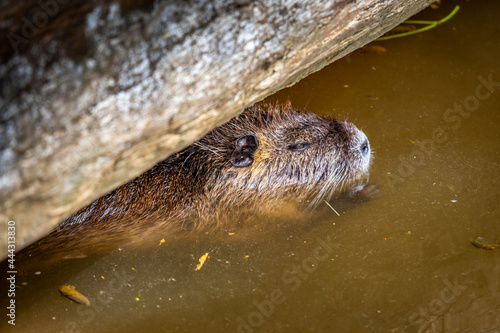 Myocastor coypus also known as nutria, is a giant herbivore that lives along the banks of rivers © Martin