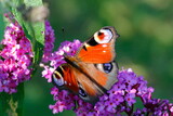 Ein Schmetterling, Tagpfauenauge, auf den Blüten eines Schmetterlingstrauches