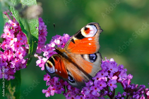 Ein Schmetterling, Tagpfauenauge, auf den Blüten eines Schmetterlingstrauches