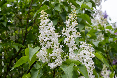 a bud of blooming white lilac