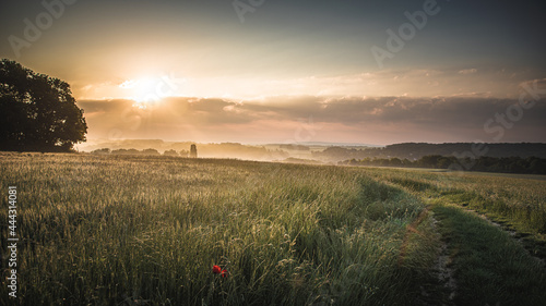 path in wheat field at the sunset