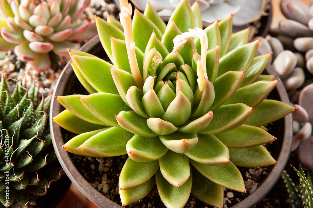 Obraz premium Beautiful ornamental green succulents with thick funny leaves, close-up
