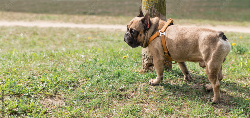 french bulldog ist standing in the park