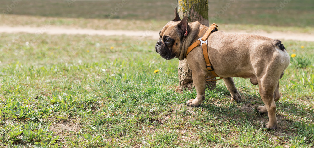 french bulldog ist standing in the park french bulldog ist standing in the park