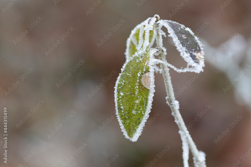 frost on various plants or leaves frost on various plants or leaves