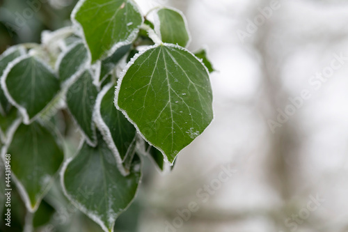 frost on various plants or leaves