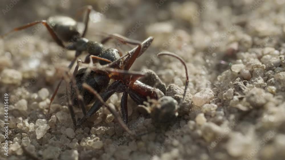 Ant carries the corpse of another ant on the ground Ant carries the corpse of another ant on the ground