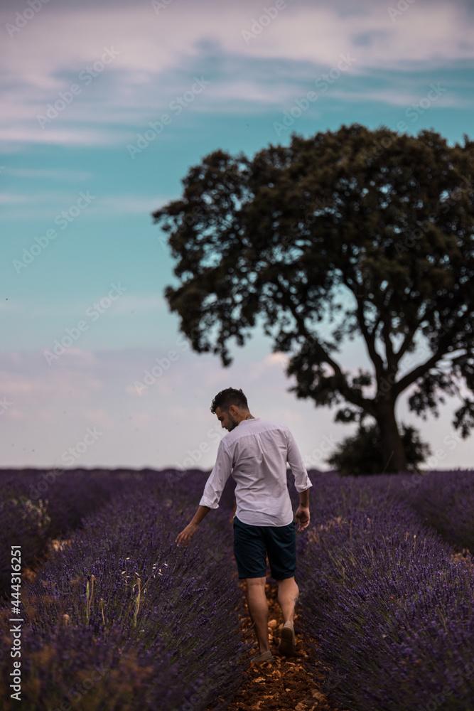 Chico joven con camisa blanca paseando por los campos de lavanda