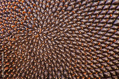 Ripe Sunflower Seeds 2