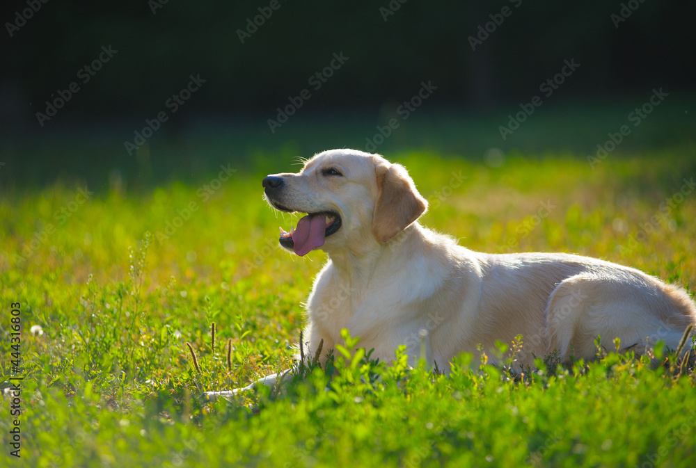 Cute smiling golden retriever chilling in the park