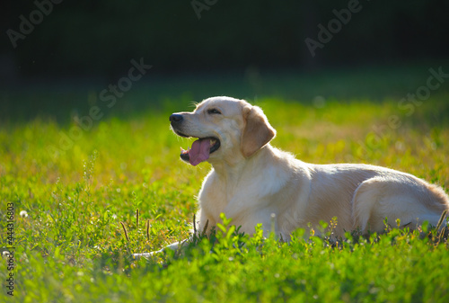 Obraz na płótnie Cute smiling golden retriever chilling in the park w salonie