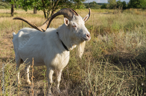 Full body portrait of white goat with abnormally enormous horns standing on a summer pasture in central Ukraine © Yuri Kravchenko