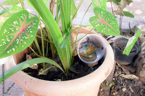 abandoned plastic bowl in a vase with stagnant water inside. close up view. mosquitoes in potential breeding.proliferation of aedes aegypti, dengue, chikungunya, zika virus, mosquitoes. photo