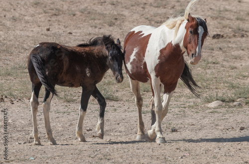 Wild Horse Mare and Foal in Utah © equigini