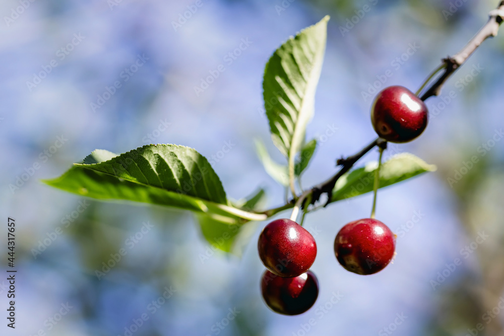 A bunch of bright red ripe cherries hanging on a branch of a cherry tree