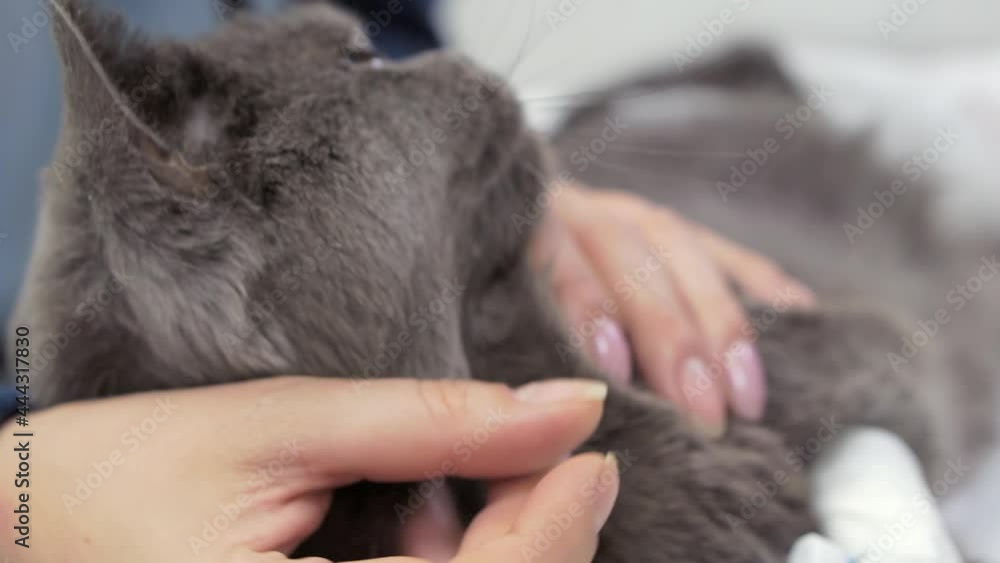 The owner strokes her sleeping cat after surgery on the hind leg. The owner strokes her sleeping cat after surgery on the hind leg.