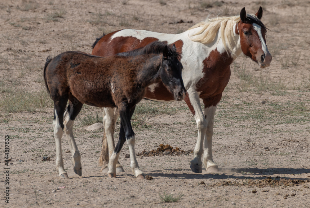 Wild Horse Mare and Foal in Utah Wild Horse Mare and Foal in Utah