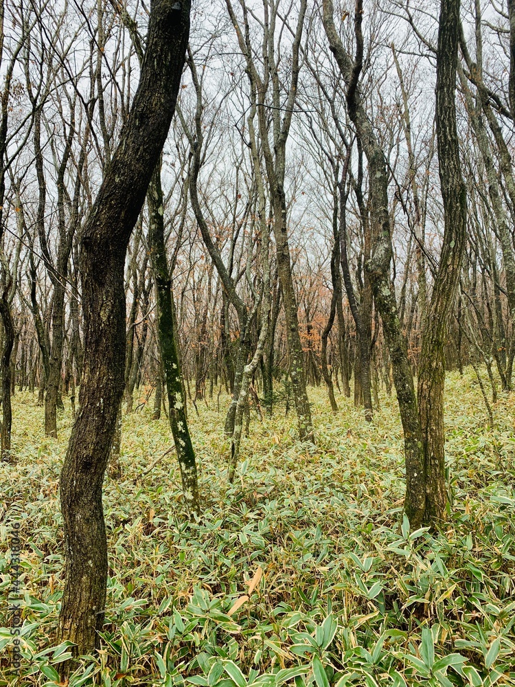 Obraz premium trees in the forest