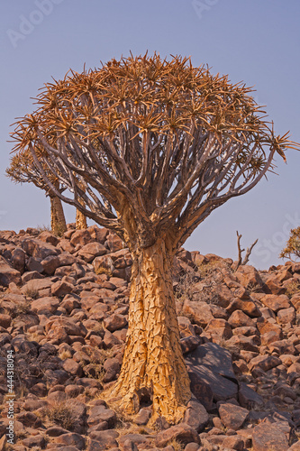 Aloidendron dichotomum, the Quiver Tree in Southern Namibia photo