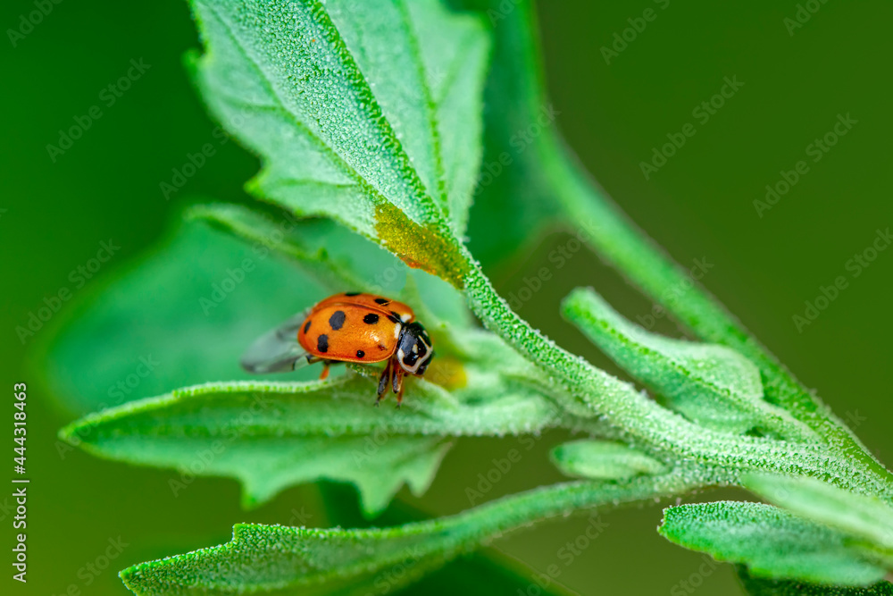 Fototapeta premium Beautiful ladybug on leaf defocused background