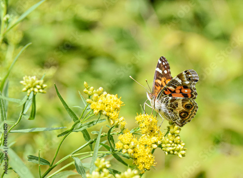 American Lady butterfly (Vanessa virginiensis) feeding on small yellow flowers. Copy space. Closeup.