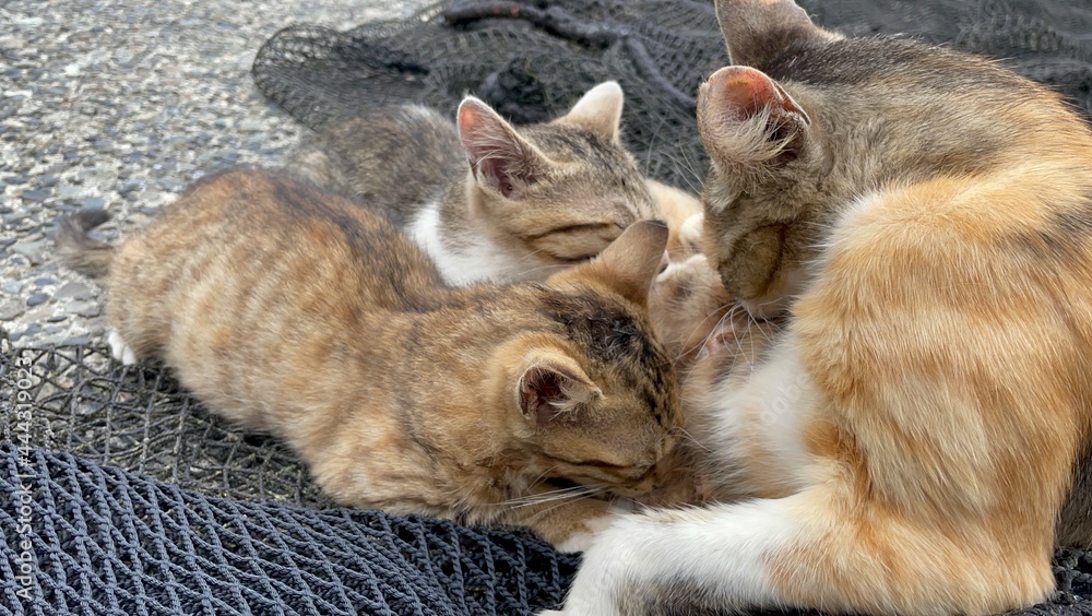 Fototapeta premium 子猫, 子猫, 動物, お気に入りの, かわいい, 家庭の, 猫科の, 毛皮, お気に入りの, 子猫, タビー, 動物, 哺乳動物, ポートレート, 赤, 愛らしい, 目, 白, 美しい, スリープ, 小さい, 若い, うそ, ふわふわした, 見る