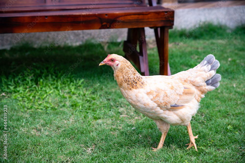 Fototapeta premium Single light brown chicken walking free on green grass of a ranch in a sunny day. 