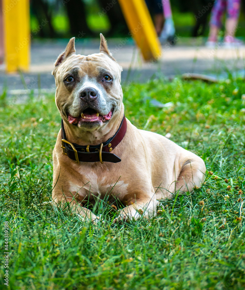 a happy dog, Staffordshire Bull Terrier. blur background