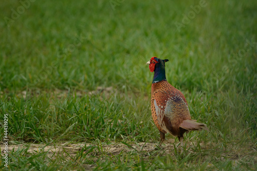 Wallpaper Mural pheasant male in the grass Torontodigital.ca