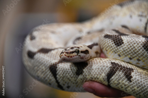 close up of a snake