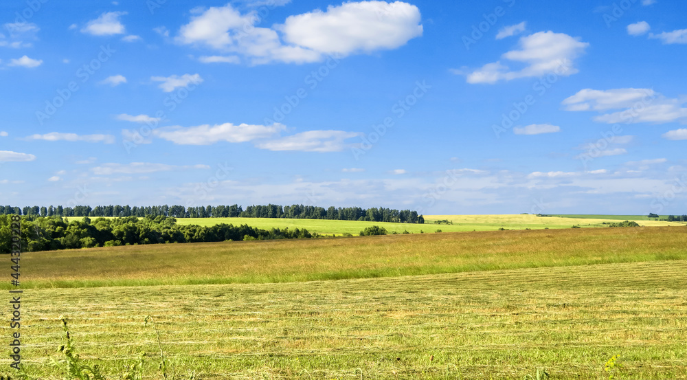 green grass, trees and hills against the background of a large blue sky on a sunny day. Wide view of the countryside. Natural background of green grass, fresh juicy frame. green grass, trees and hills against the background of a large blue sky on a sunny day. Wide view of the countryside. Natural background of green grass, fresh juicy frame.