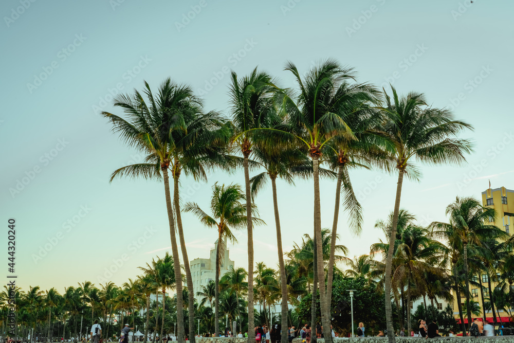 palm trees in the park tropical beach florida miami beautiful ocean vacation travel island palm trees in the park tropical beach florida miami beautiful ocean vacation travel island