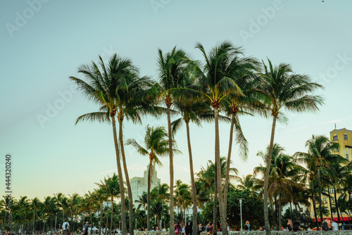 palm trees in the park tropical beach florida miami beautiful ocean vacation travel island 