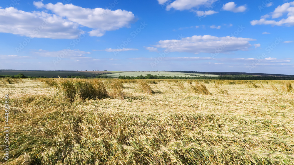 A yellow wheat field, with fallen ripe ears. Wide frame, space, open horizon.