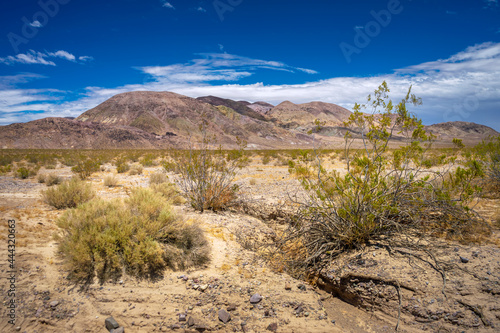 Dry creosote bush with a mountain range in the Mojave Desert in California photo