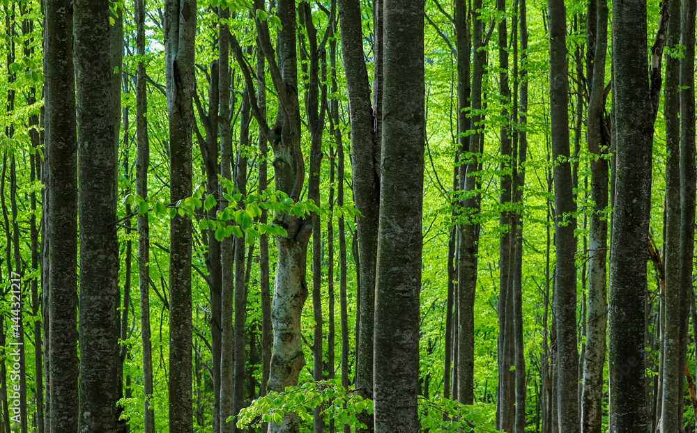 landscape in the green deciduous forest landscape in the green deciduous forest