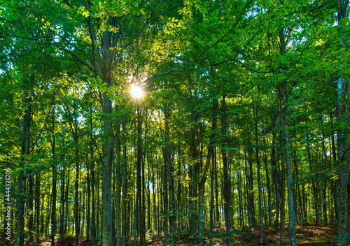 Fototapeta Naklejka Na Ścianę i Meble -  landscape in the green deciduous forest