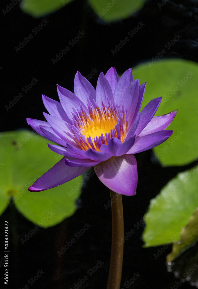 Beautiful Lilly flowers in a wetland marsh Beautiful Lilly flowers in a wetland marsh